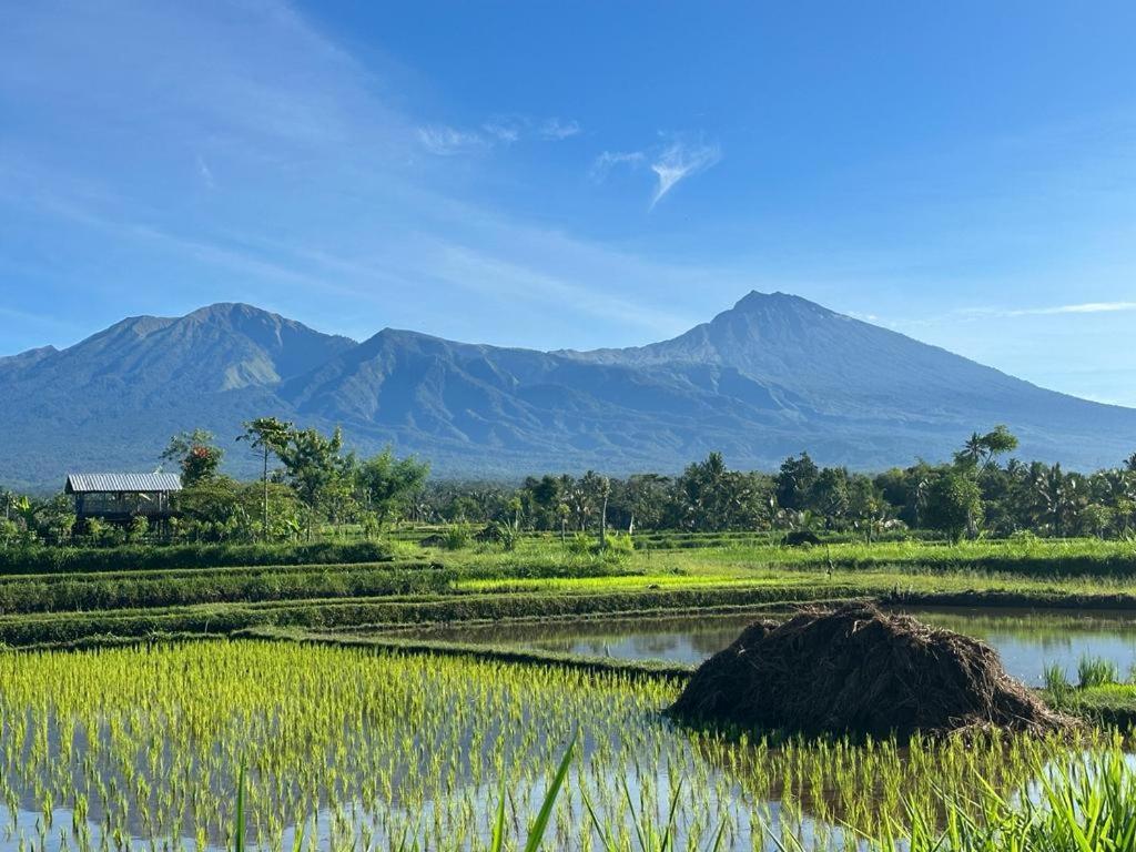New Rinjani Homestay Tetebatu Eksteriør billede
