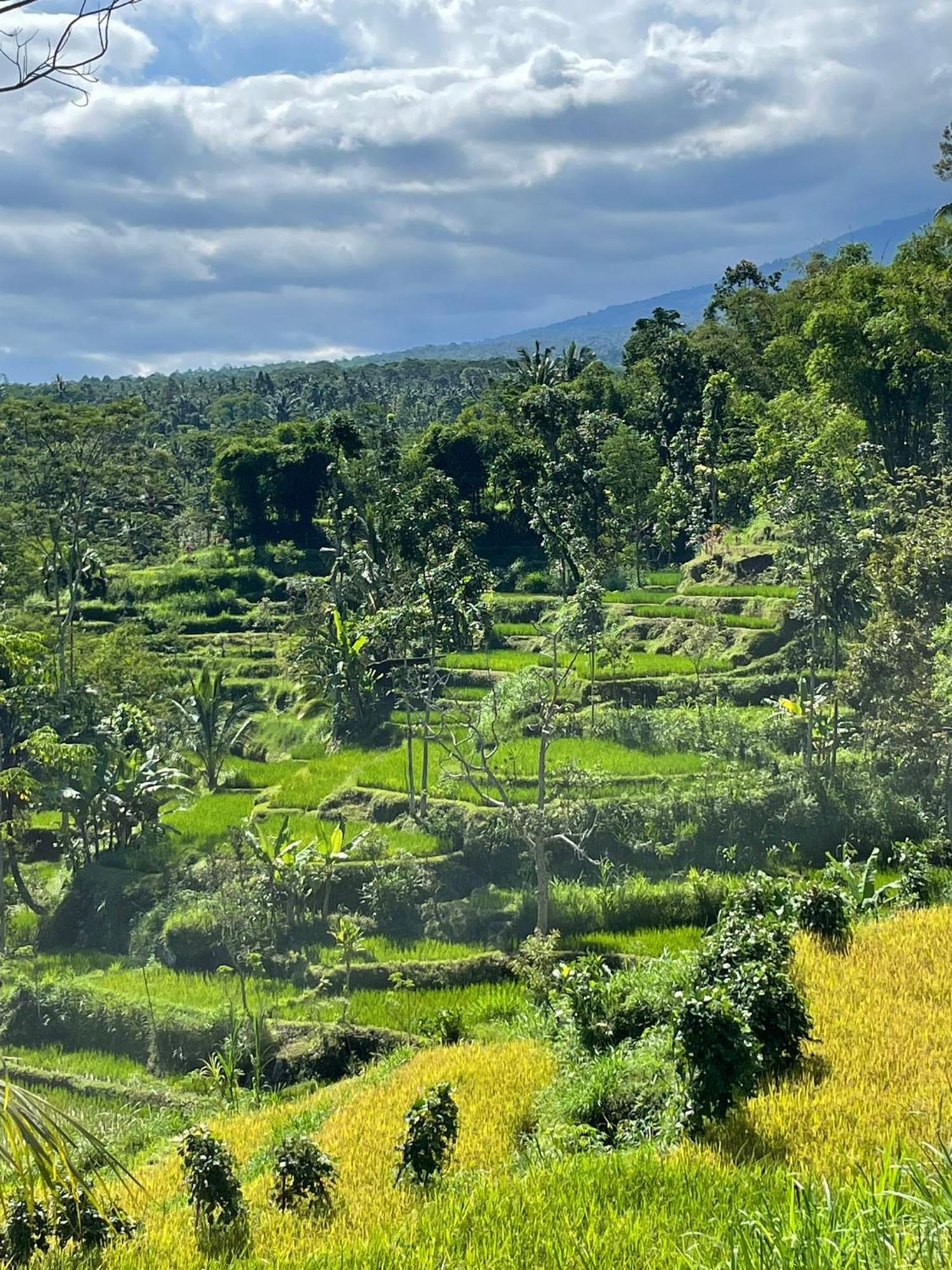 New Rinjani Homestay Tetebatu Eksteriør billede