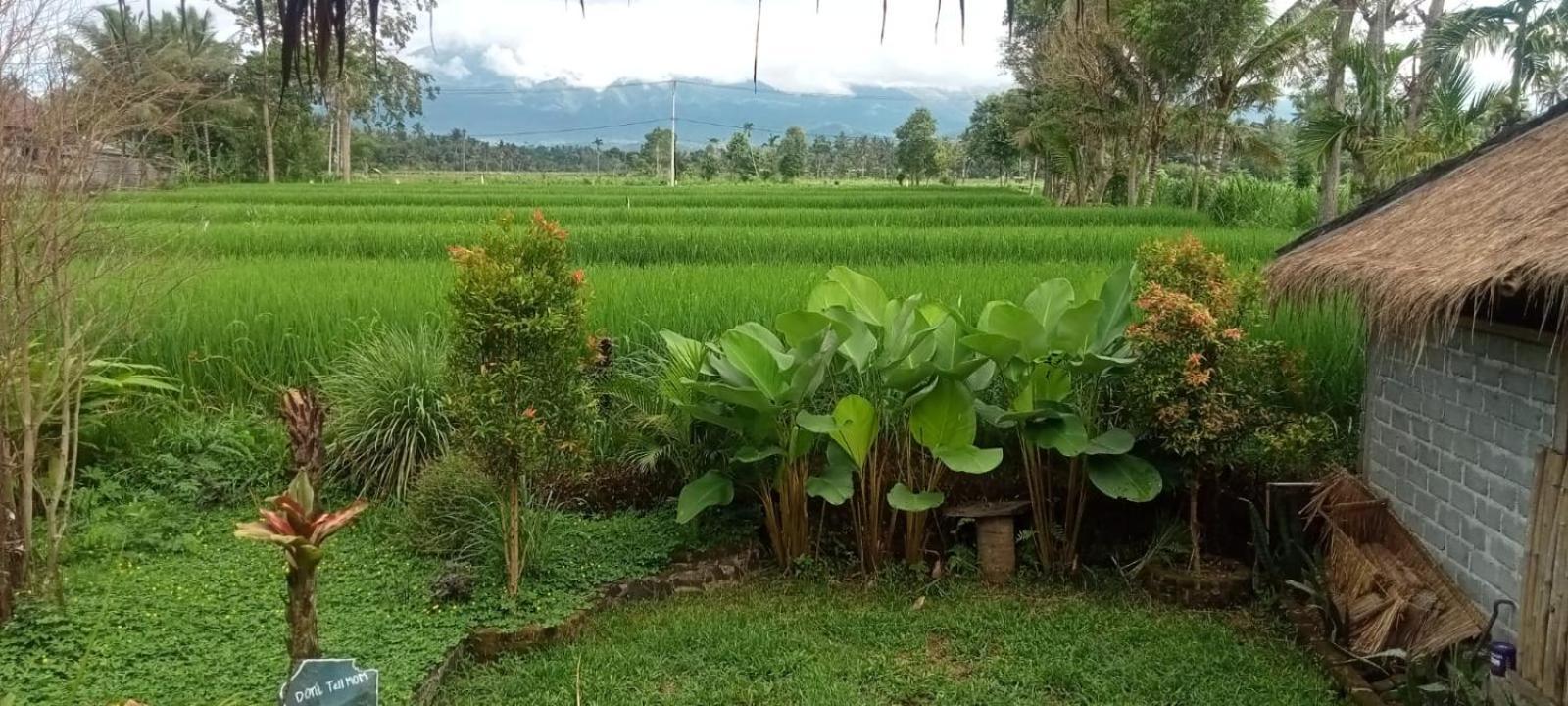 New Rinjani Homestay Tetebatu Værelse billede