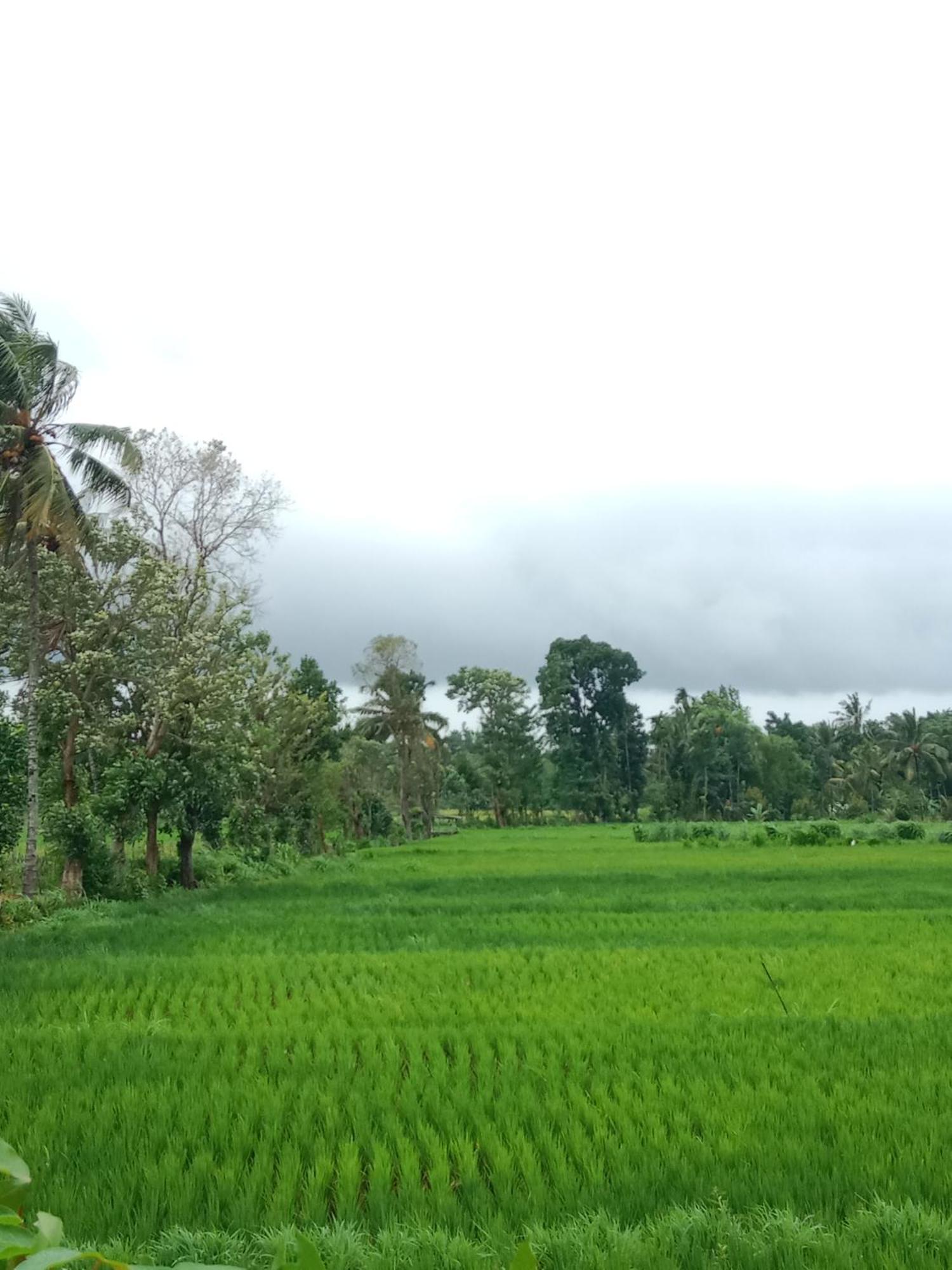 New Rinjani Homestay Tetebatu Eksteriør billede