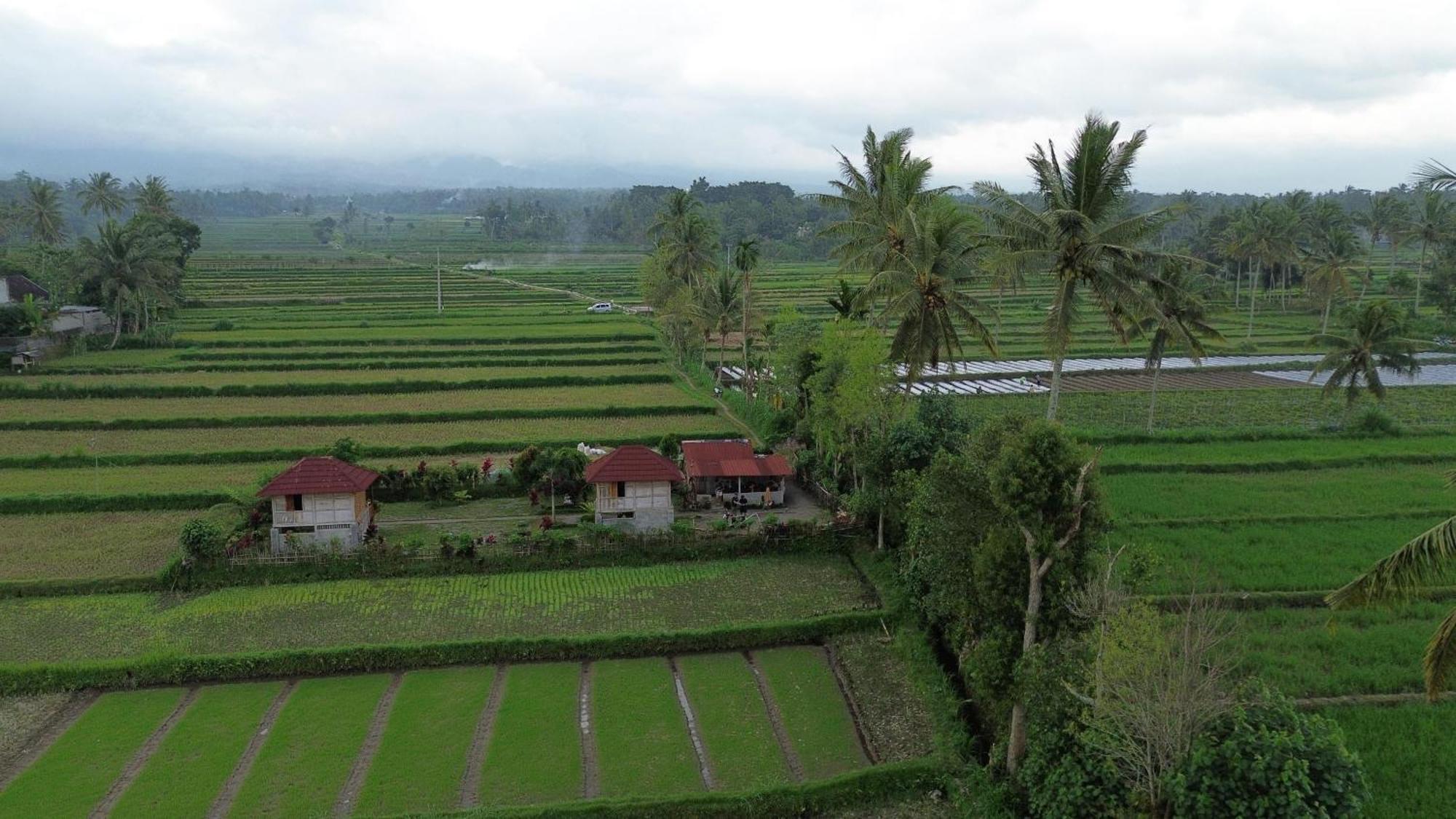 New Rinjani Homestay Tetebatu Eksteriør billede